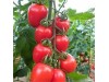 Seedart Tohum Romantik F1 Kokteyl Domates Tohumu 1000 Adet